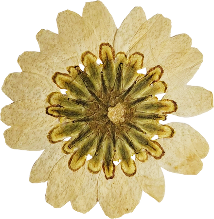Pressed Yellow Flower