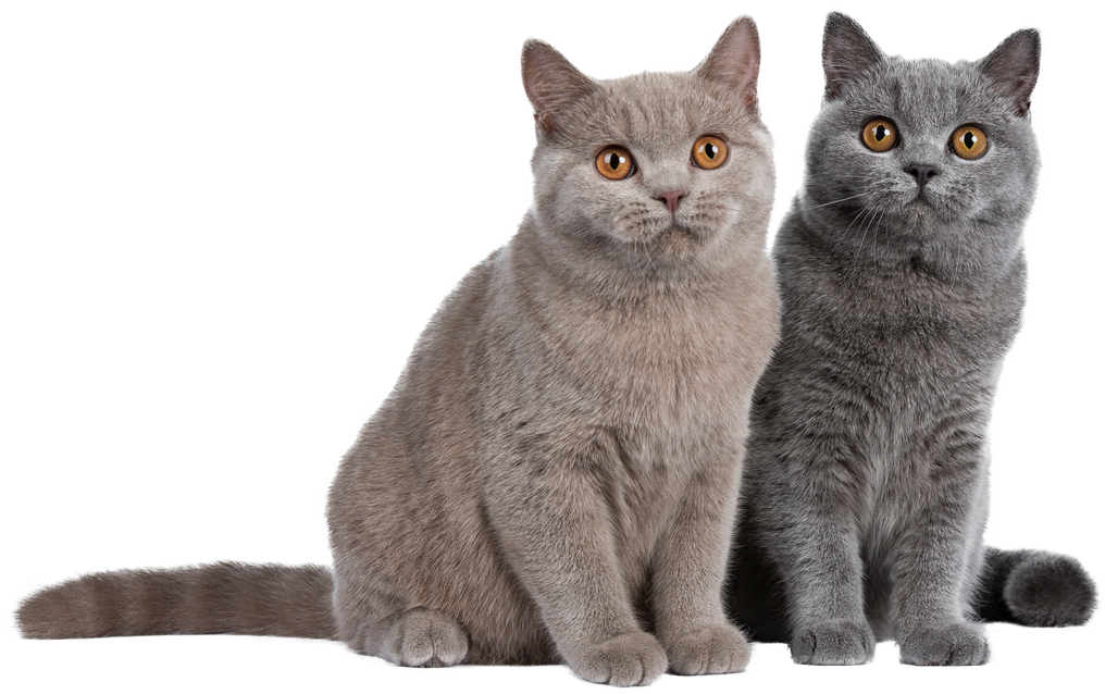 Cats Cutout on transparent background