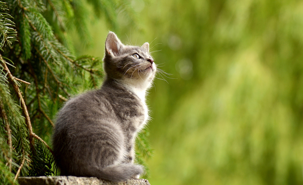 A Kitten Looking Up